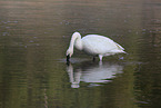 trumpeter swan
