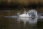 trumpeter swan