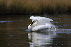 trumpeter swan