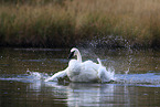 trumpeter swan