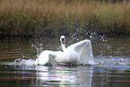 trumpeter swan