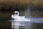 trumpeter swan