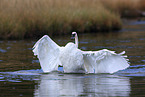 trumpeter swan