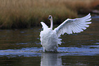 trumpeter swan