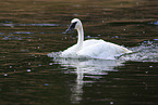 trumpeter swan