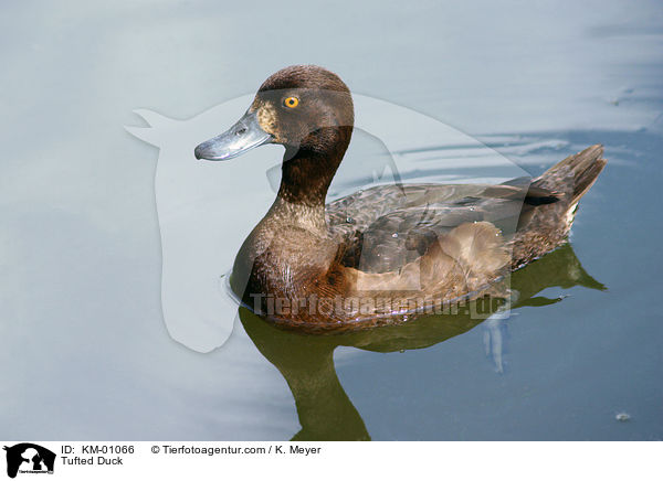 Tufted Duck / KM-01066