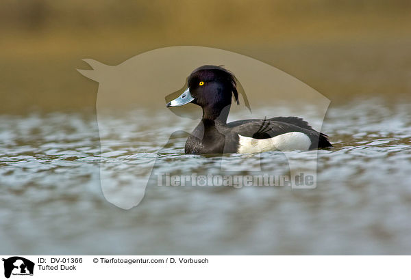 Tufted Duck / DV-01366