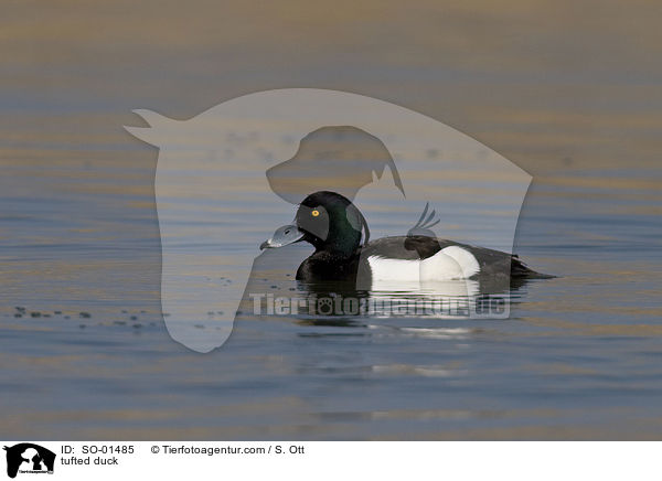tufted duck / SO-01485