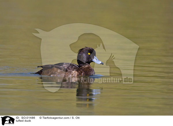 tufted duck / SO-01486