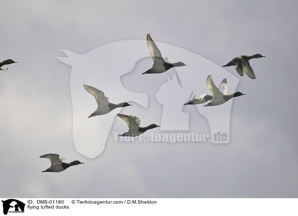 fliegende Reiherenten / flying tufted ducks / DMS-01180