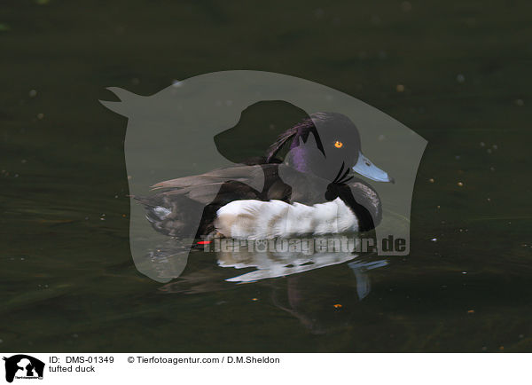 tufted duck / DMS-01349