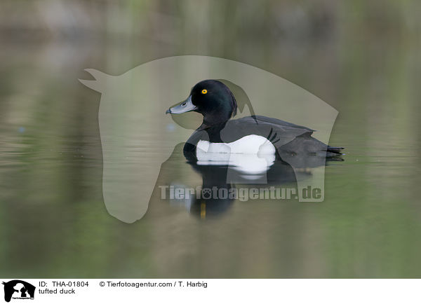 Reiherente / tufted duck / THA-01804