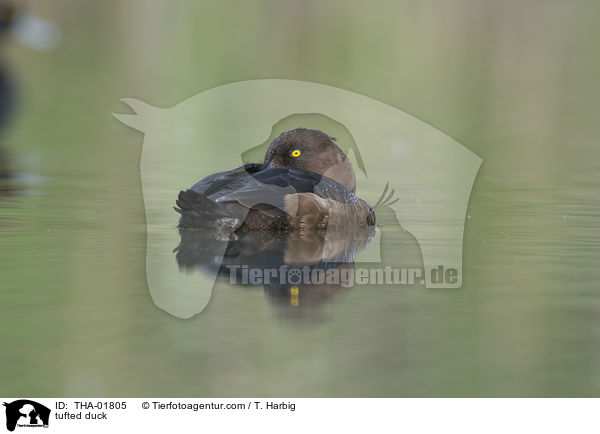 Reiherente / tufted duck / THA-01805