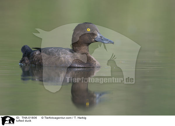 Reiherente / tufted duck / THA-01806