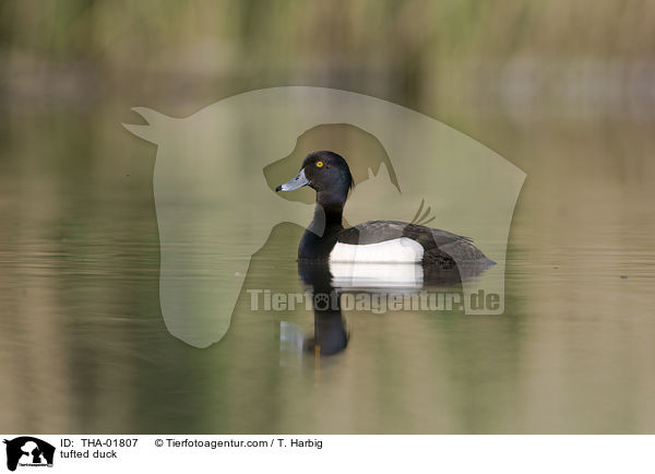 Reiherente / tufted duck / THA-01807