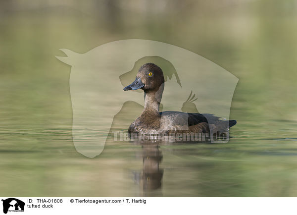 Reiherente / tufted duck / THA-01808