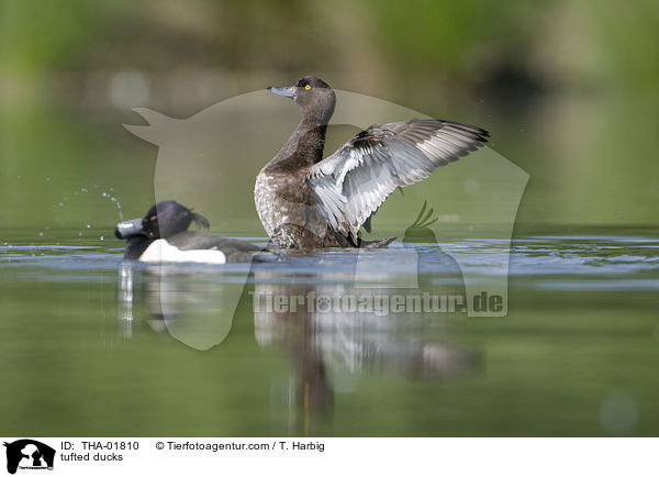 Reiherenten / tufted ducks / THA-01810