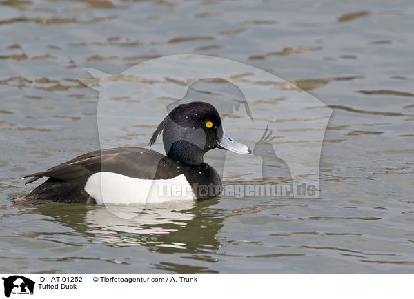 Tufted Duck / AT-01252