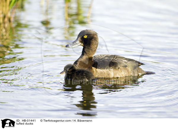 Reiherenten / tufted ducks / HB-01441