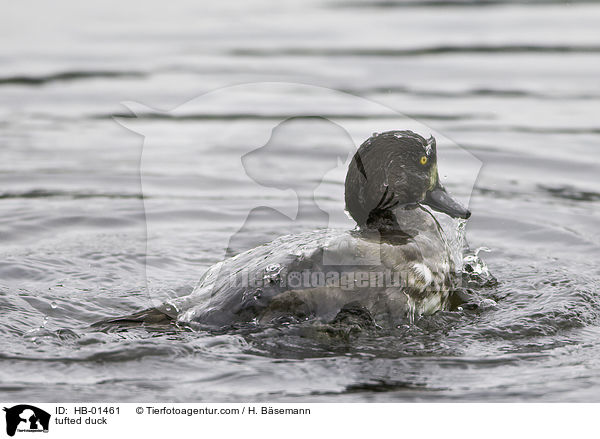 tufted duck / HB-01461