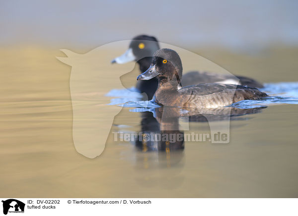 tufted ducks / DV-02202