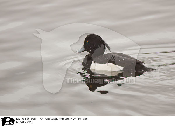 tufted duck / WS-04368