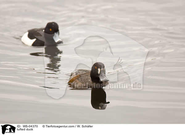 tufted duck / WS-04370