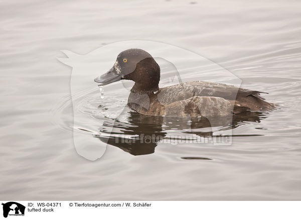 tufted duck / WS-04371