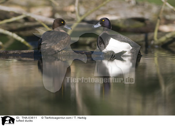 Reiherenten / tufted ducks / THA-03611
