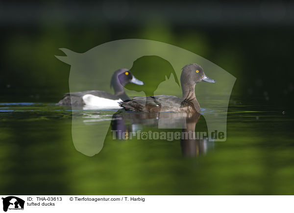 Reiherenten / tufted ducks / THA-03613