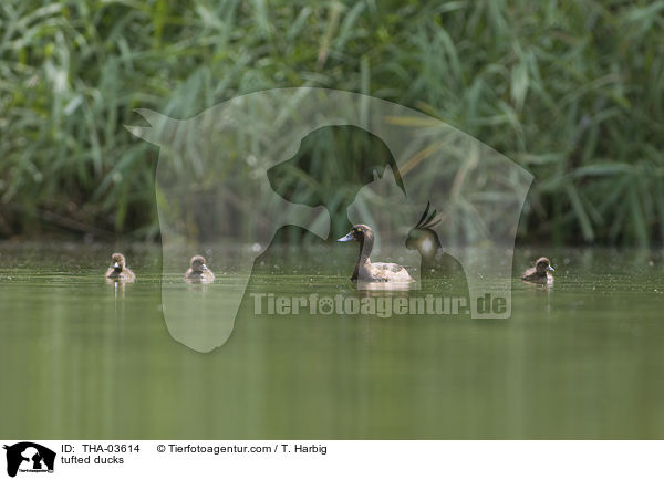Reiherenten / tufted ducks / THA-03614