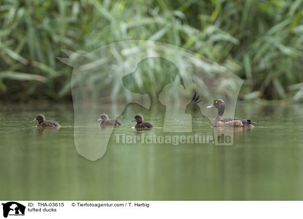 Reiherenten / tufted ducks / THA-03615