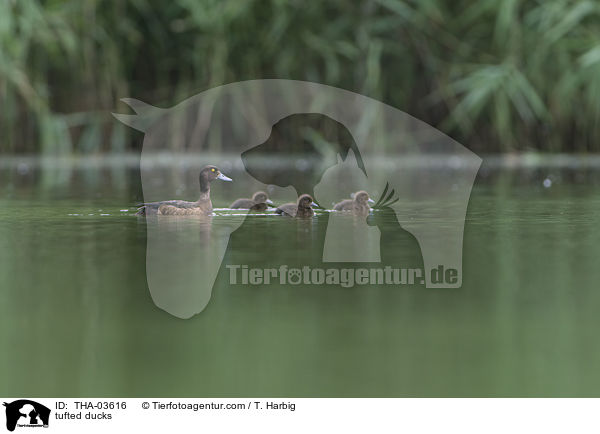 Reiherenten / tufted ducks / THA-03616