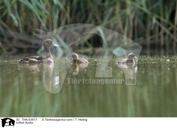 Reiherenten / tufted ducks / THA-03617