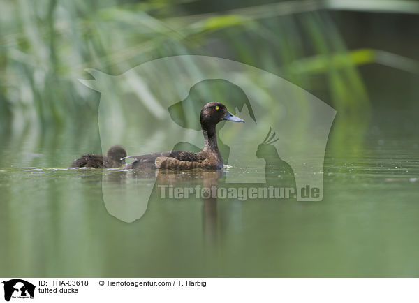 tufted ducks / THA-03618