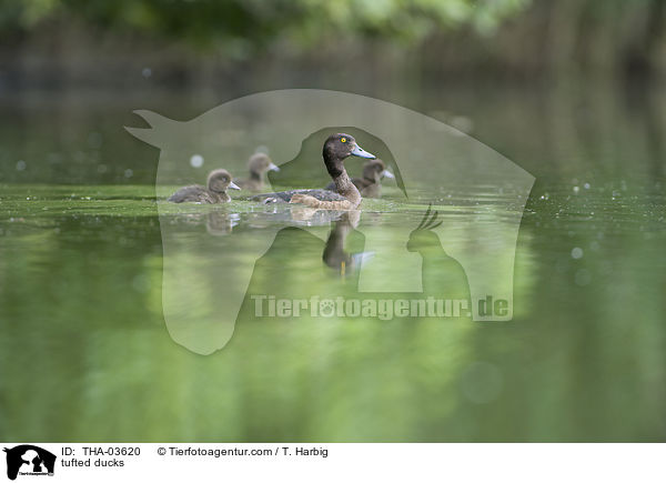 Reiherenten / tufted ducks / THA-03620