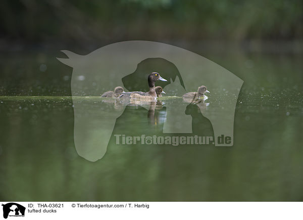 tufted ducks / THA-03621