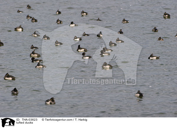Reiherenten / tufted ducks / THA-03623