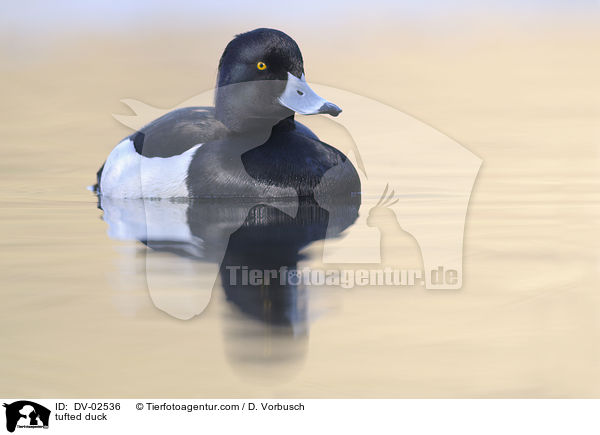 Reiherente / tufted duck / DV-02536
