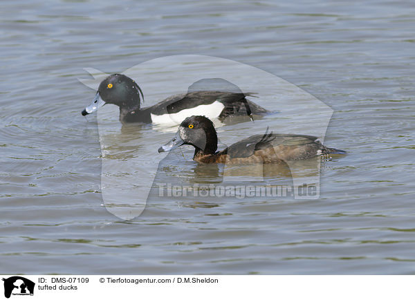 Reiherenten / tufted ducks / DMS-07109