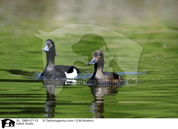 Reiherenten / tufted ducks / DMS-07115