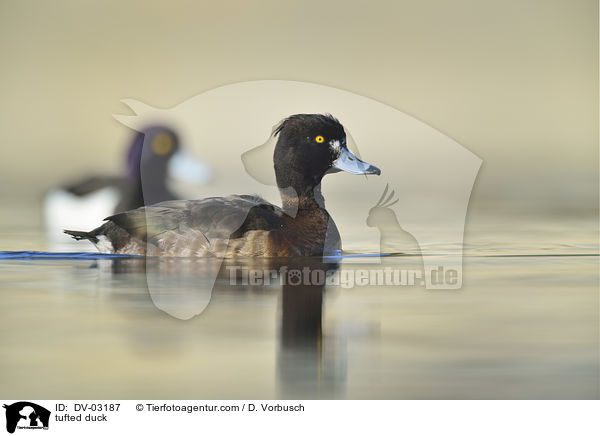 tufted duck / DV-03187
