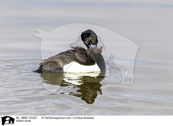 tufted duck / MBS-15397