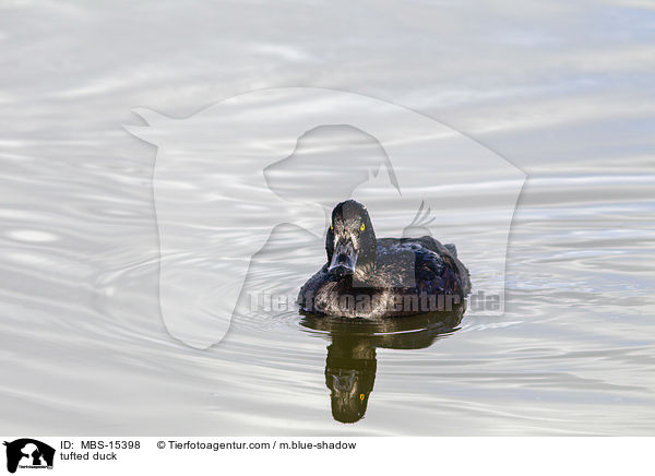 tufted duck / MBS-15398
