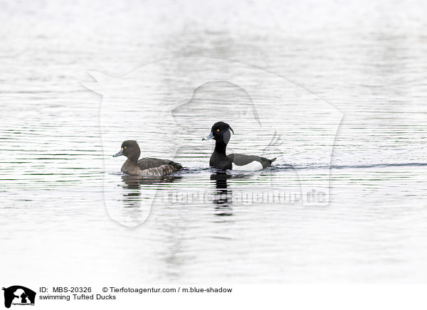 schwimmende Reiherenten / swimming Tufted Ducks / MBS-20326