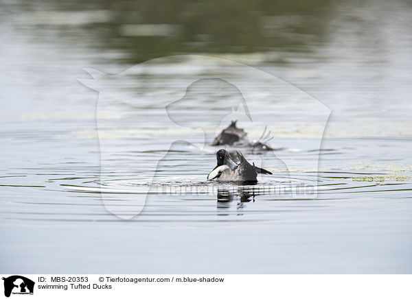schwimmende Reiherenten / swimming Tufted Ducks / MBS-20353
