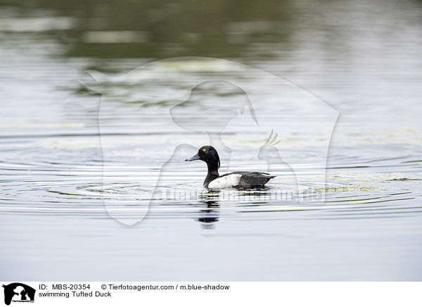 schwimmende Reiherente / swimming Tufted Duck / MBS-20354