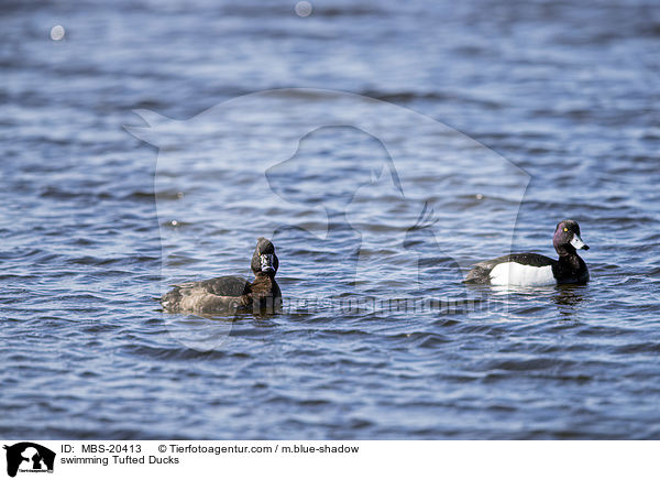 schwimmende Reiherenten / swimming Tufted Ducks / MBS-20413