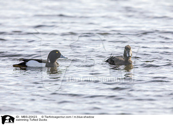 swimming Tufted Ducks / MBS-20423