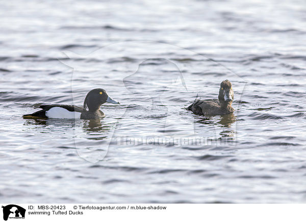 schwimmende Reiherenten / swimming Tufted Ducks / MBS-20423